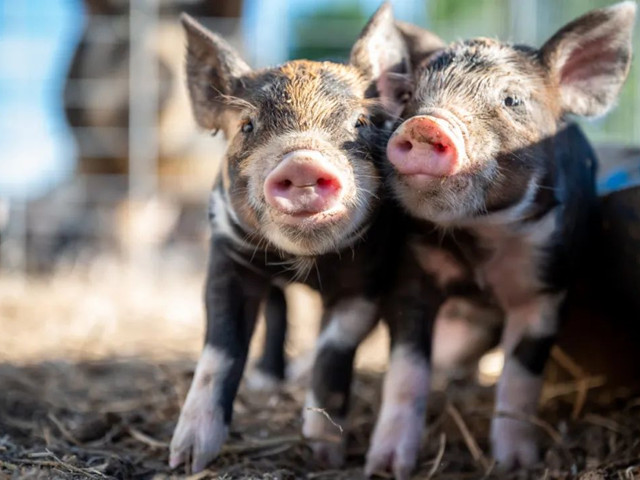 нҪμ⼸Ҫ㣡