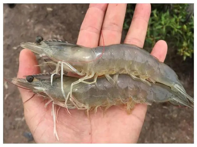 ϺֳʲôʱҪЩϺҪһҪղأ